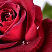A Rose is a Rose
